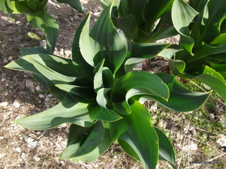 stello di Poira-22-12-2012 09-53-27